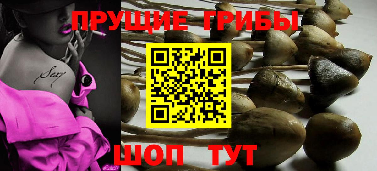 Псилоцибиновые грибы Psilocybine cubensis Геленджик